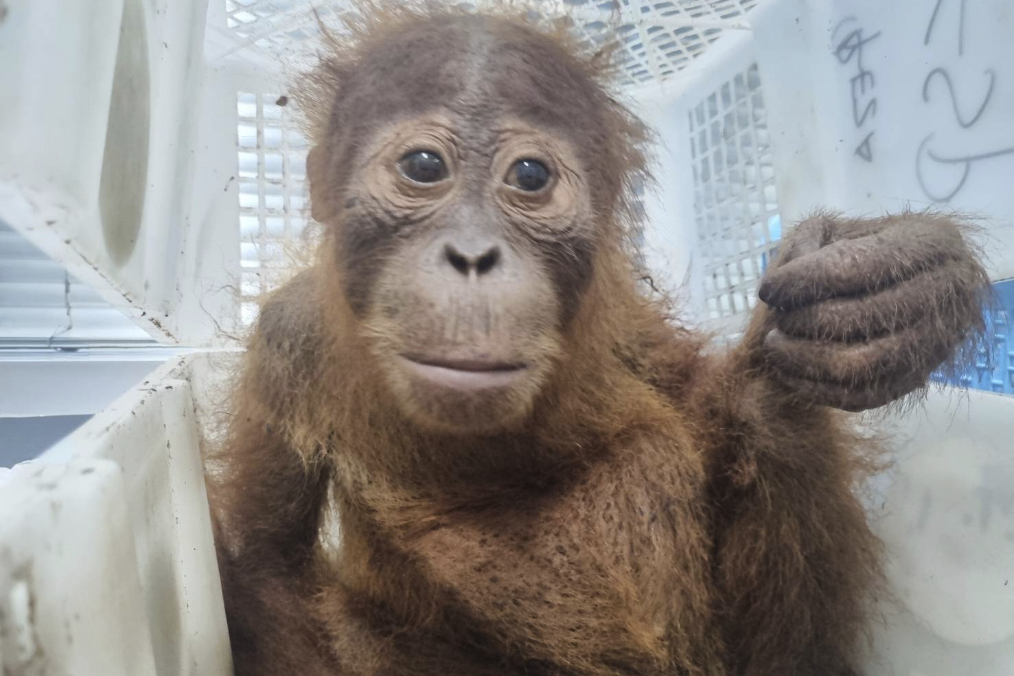A baby orangutan rescued by police
